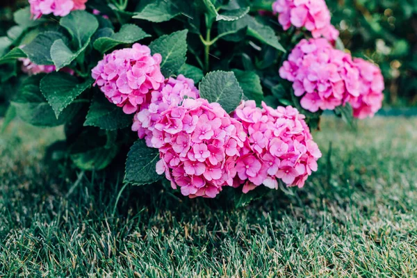 Fleurs Hortensia Rose Dans Jardin — Photo
