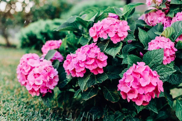 Bahçedeki Pembe Güllerin Manzarası — Stok fotoğraf