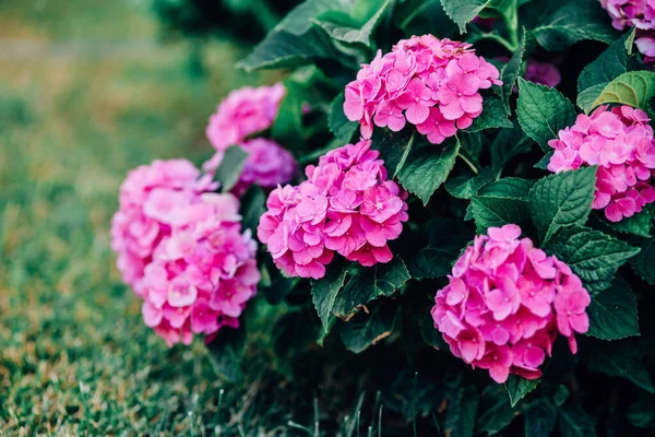 Bahçedeki Pembe Gül Manzarası — Stok fotoğraf