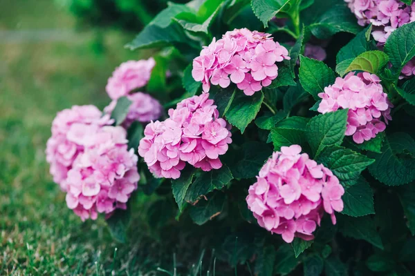 Bahçedeki Pembe Ortanca Çiçekleri — Stok fotoğraf