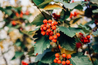 Kırmızı Rowan meyveleri ağaçta