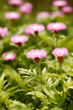 Bahçedeki pembe çiçekler