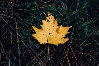 Sarı yapraklar ormana düşer. Altın sonbahar. 