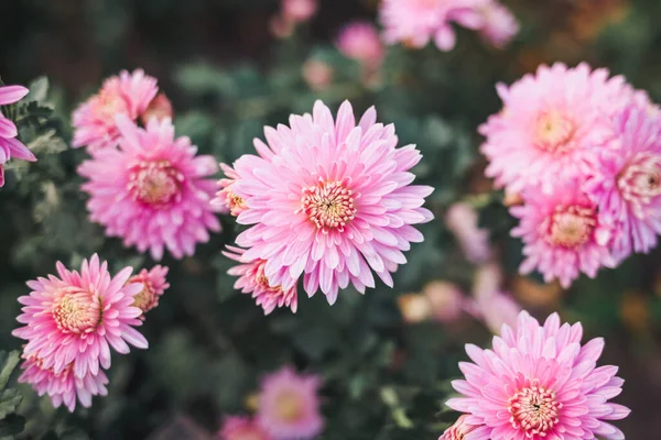 Flores Rosadas Jardín — Foto de Stock