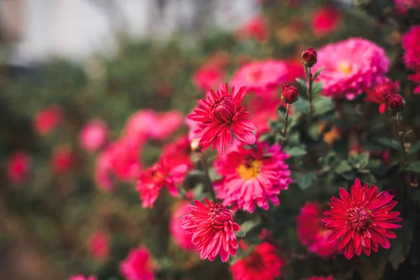 Des Chrysanthèmes Frais Lumineux Japonais Style Coréen Contexte Pour Une — Photo