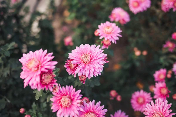 Des Chrysanthèmes Frais Lumineux Japonais Style Coréen Contexte Pour Une — Photo