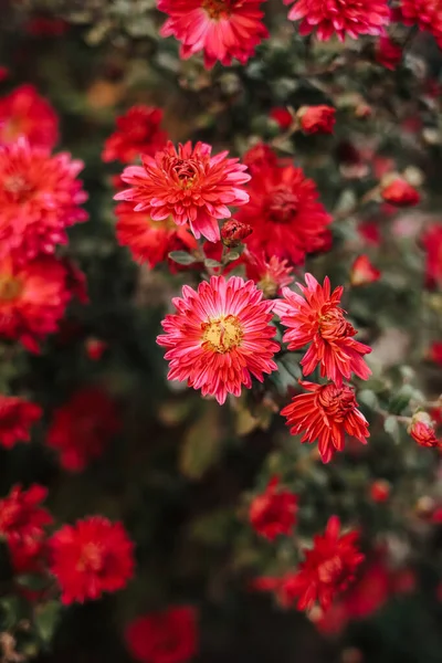 Des Chrysanthèmes Frais Lumineux Japonais Style Coréen Contexte Pour Une — Photo