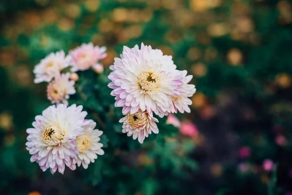 Des Chrysanthèmes Frais Lumineux Japonais Style Coréen Contexte Pour Une — Photo