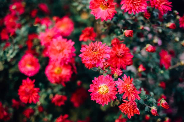 Des Chrysanthèmes Frais Lumineux Japonais Style Coréen Contexte Pour Une — Photo