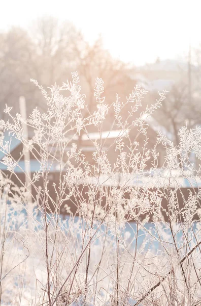 Gras Sneeuw — Stockfoto