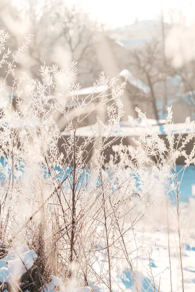 Трава Снегу — стоковое фото