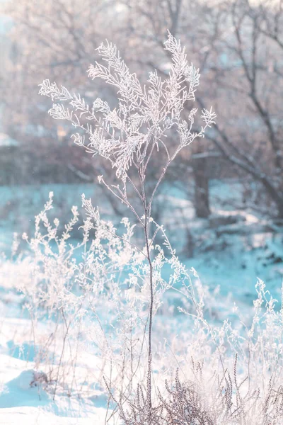 Herbe Dans Neige — Photo