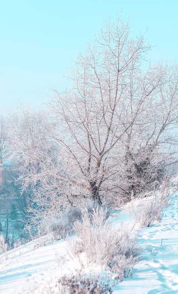 Árboles Cubiertos Nieve Invierno —  Fotos de Stock