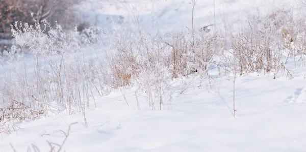 Herbe Dans Neige — Photo