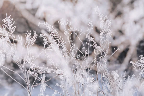 Herbe Dans Neige — Photo