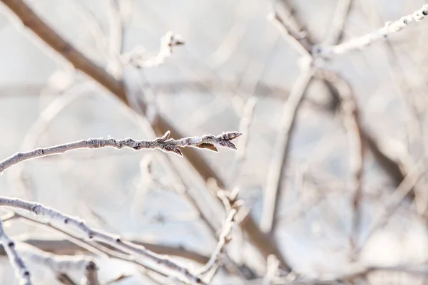 Árvores Cobertas Neve Inverno — Fotografia de Stock