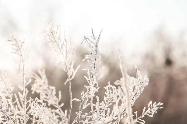 Gras Sneeuw — Stockfoto