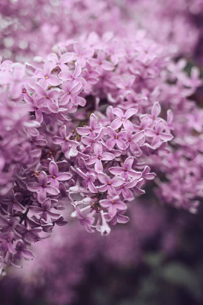 Flores Lilás Roxas Florescem Jardim Fundo Primavera — Fotografia de Stock