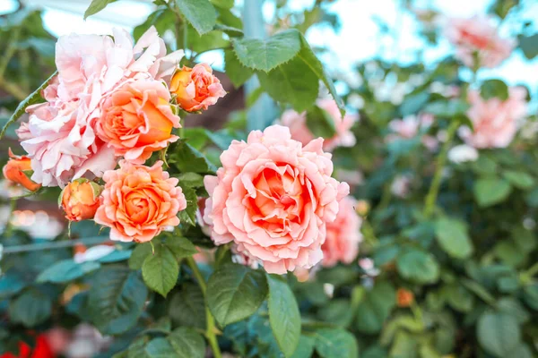 Gyönyörű Rózsák Kertben Rózsakertészet — Stock Fotó