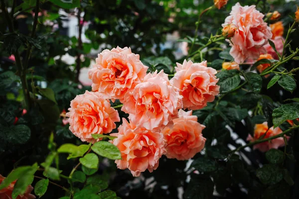 Hermosas Rosas Jardín Jardinería Rosa — Foto de Stock