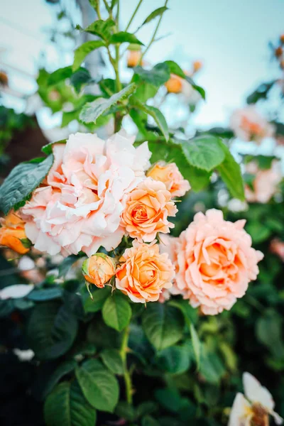 Hermosas Rosas Cremosas Jardín Jardinería Rosa — Foto de Stock