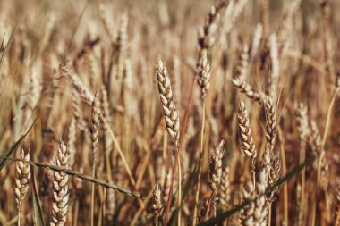 Dry grass. field grass soft light filter