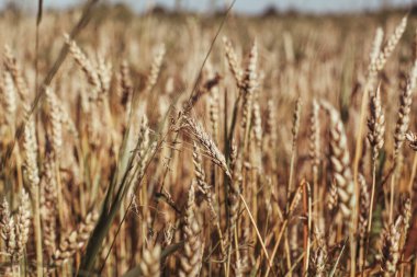 Dry grass. field grass soft light filter