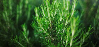 Culinary aromatic herb on a blurred background. Rosemary camphor wild plant. Rosmarin (Rosmarinus officinalis) aromatic herb 