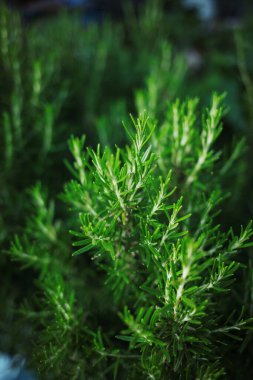 Culinary aromatic herb on a blurred background. Rosemary camphor wild plant. Rosmarin (Rosmarinus officinalis) aromatic herb 