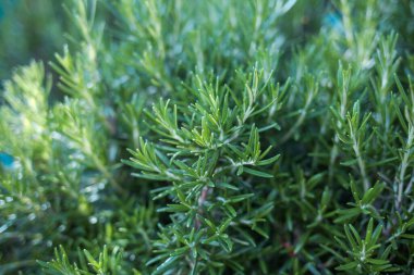 Culinary aromatic herb on a blurred background. Rosemary camphor wild plant. Rosmarin (Rosmarinus officinalis) aromatic herb 
