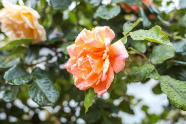 Bahçedeki güzel güller. Gül Bahçeciliği