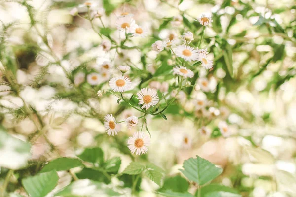 Hierba Verde Manzanilla Flores Naturaleza Prado Flores Primavera Paisaje Floral — Foto de Stock