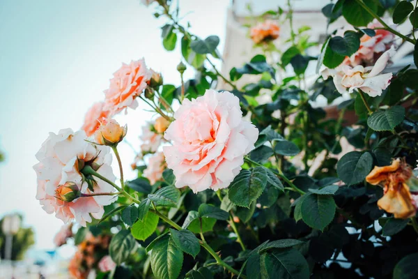 Hermosas Rosas Cremosas Jardín Jardinería Rosa — Foto de Stock