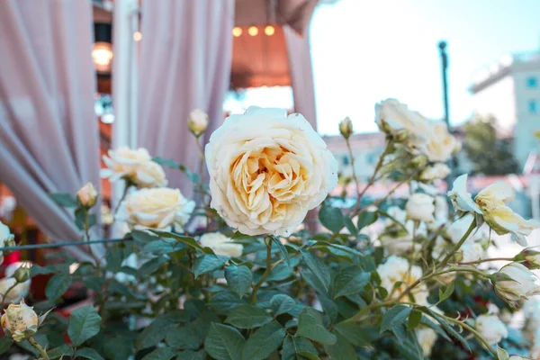 花园里美丽的玫瑰 玫瑰园艺 — 图库照片