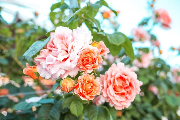 Schöne Rosen Garten Rosengarten — Stockfoto