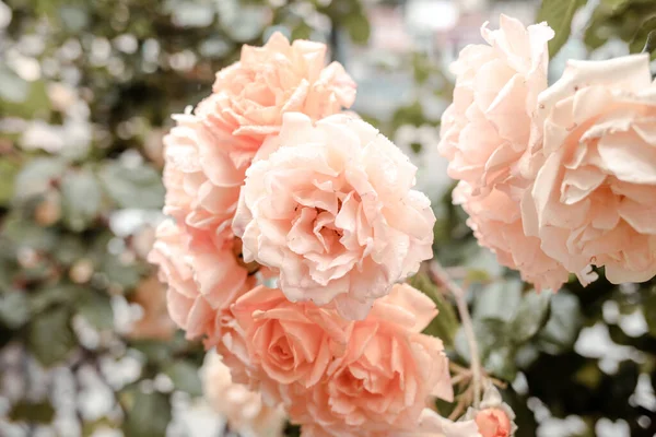 Hermosas Rosas Jardín Jardinería Rosa — Foto de Stock