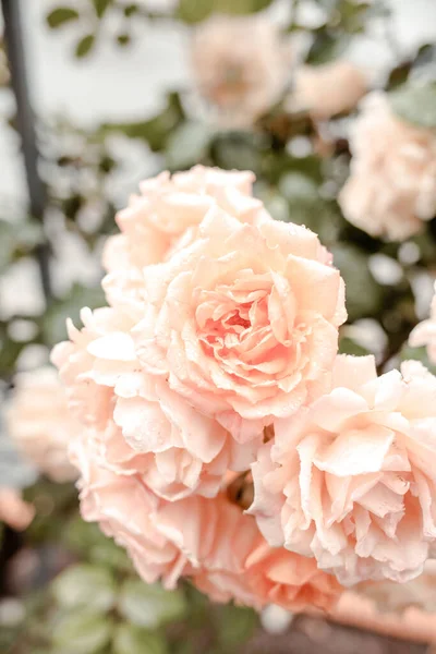 Hermosas Rosas Jardín Jardinería Rosa — Foto de Stock