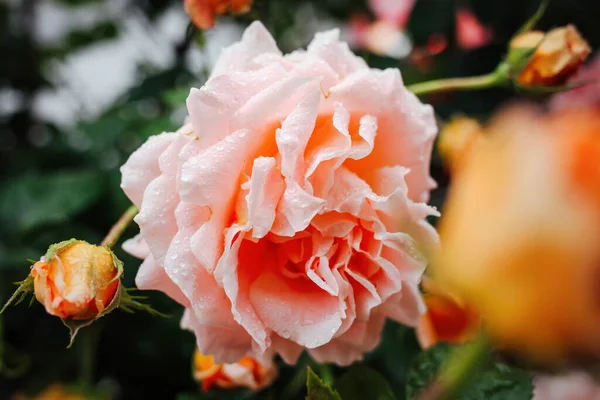 Hermosas Rosas Cremosas Jardín Jardinería Rosa — Foto de Stock