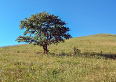 Dağlardaki panoramada yalnız bir ağaç..