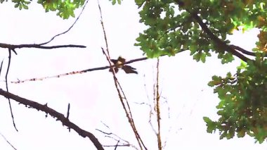 Parlak bir ormandaki ağaç dalına tünemiş bir saksağanın yüksek sesle seslenişi. Canlı yeşil yaprakları ve temiz kuş sesiyle doğal orman ortamı..