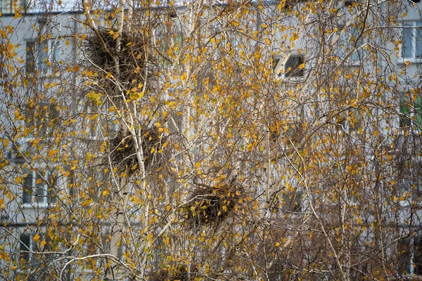 Crows nest on birches in the courtyard of a multi-storey residential building. Wildlife on the background of the cityscape