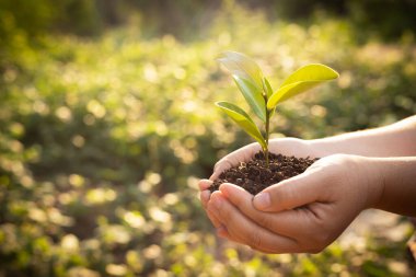 Bokeh yeşil arka plan Kadın el ele tutuşuyor doğa tarlası çim orman koruma kavramı
