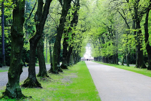 Avenue av lövträd i park Royaltyfria Stockbilder