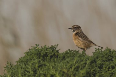 Cartaxo-comum, nidifica na Europa e na Turquia ao Sudueste da Russia ve Ucrania 'yı yedi. Praia do Molho Leste. Cidade de Peniche. Portekiz 