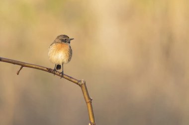 Cartaxo-comum, nidifica na Europa e na Turquia ao Sudueste da Russia ve Ucrania 'yı yedi. Praia do Molho Leste. Cidade de Peniche. Portekiz 