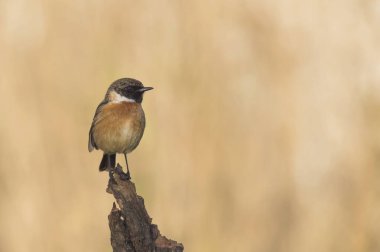 Cartaxo-comum, nidifica na Europa e na Turquia ao Sudueste da Russia ve Ucrania 'yı yedi. Praia do Molho Leste. Cidade de Peniche. Portekiz 
