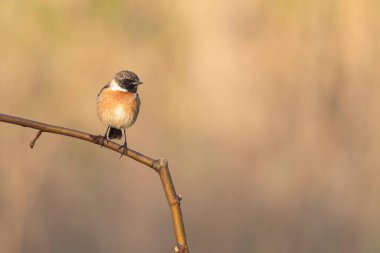 Cartaxo-comum, nidifica na Europa e na Turquia ao Sudueste da Russia ve Ucrania 'yı yedi. Praia do Molho Leste. Cidade de Peniche. Portekiz 