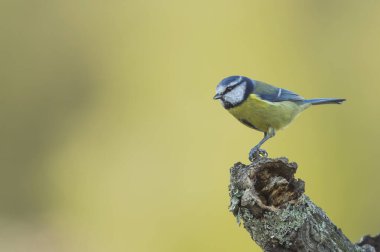 Chapim-azul, ave muito difundida e comum; desde fields temperadas a subarticas da Europa e Asia ocidental; em florestas deciduas e mistas. [ADAM SESİ SEja a maioria destas aves nao migram].