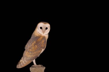 Coruja-das-torres, the familia dos Titonideos; tambem conhida pelos nomes de Coruja-da-igreja, Rasga-mortalha e Suindara. Habitam em diverso lugares do mundo.