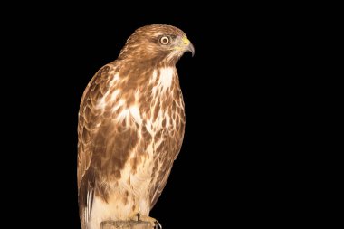 Aguia-de-asa-redonda, conhuido pelos nouns comuns de Butio-comum ou Minhoto (nos Acores e conhuido por Milhafre ou Queimado).